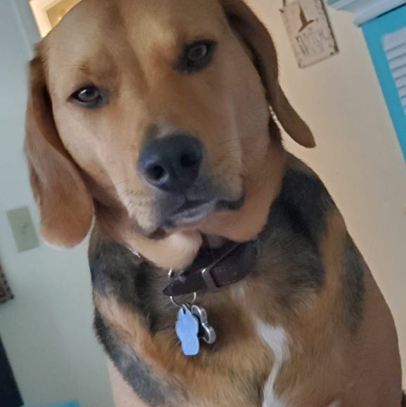 Meet your Posher, Ann - Picture 1 of 1